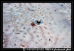 Torpedo in the sand. by Ferdinando Meli 